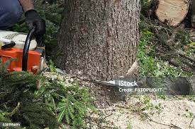 Best Tree Disease Treatment  in Sheldon, TX