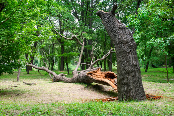 Best Tree and Shrub Care  in Sheldon, TX