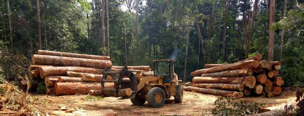 Best Tree Risk Assessment  in Sheldon, TX