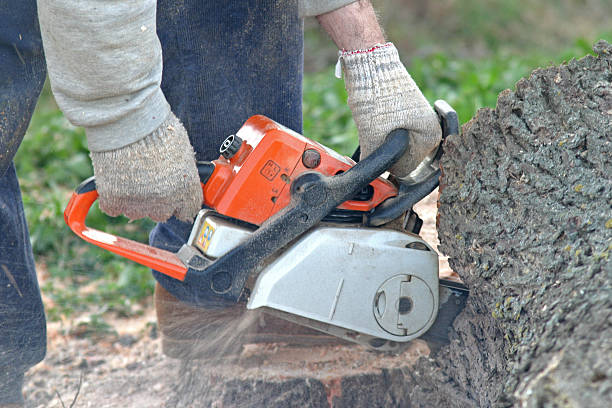 Best Lot and Land Clearing  in Sheldon, TX
